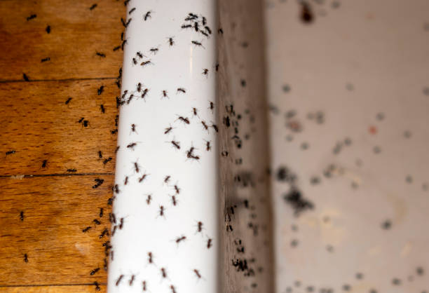 Best Pest Control Near Me  in Versailles, IN