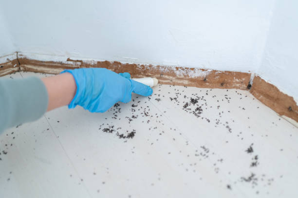 Best Pest Control Near Me  in Versailles, IN
